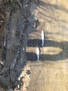 Unprecedented Pesticide Pollution in Maritsa River, Tonnes of Dead Fish