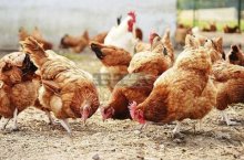 Започна унищожаването и загробването на близо 40 000 кокошки в засегнатата от птичи грип ферма в Хасковско
