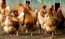 Bird Flu Outbreak Confirmed in Two Farms in Haskovo Region