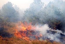 80% of Forest Fires Caused by Negligence