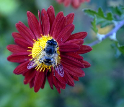 Environmentalists Demand Complete Ban on Neonicotinoide Insecticides