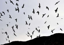 Electricity Distributor CEZ Working to Protect Birds from Power Lines