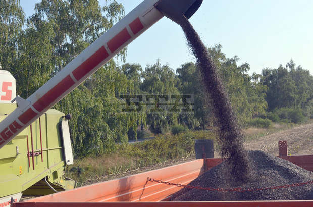 В Добричка област започна прибирането на маслодайния слънчоглед при среден добив 270 килограма