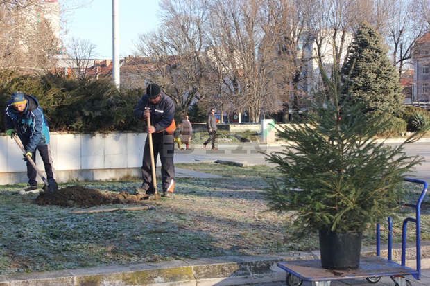 Коледното дръвче на Община Плевен ще расте в центъра на града