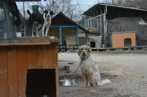 Петмесечната Джой от Приюта за безстопанствени животни в Русе дарява с любов вече месец своята осиновителка