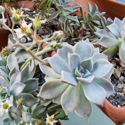 Учени изследват противовирусните свойства на растението Graptopetalum paraguayense Учени изследват противовирусните свойства на растението Graptopetalum paraguayense