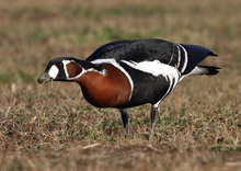 Червеногушите гъски с предаватели са на път към зимния си дом в Приморска Добруджа