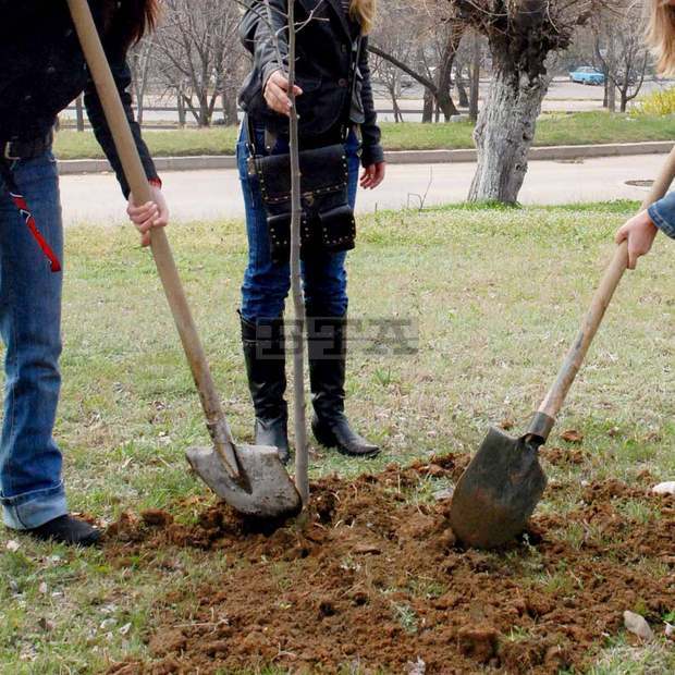 Семейство лекари организираха залесяване в парк "Хан Крум" в район "Тракия" в Пловдив Семейство лекари организираха залесяване в парк "Хан Крум" в район "Тракия" в Пловдив