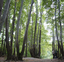 Bulgaria's Old-Growth Forests Win Citizens' Award at Natura 2000 Awards