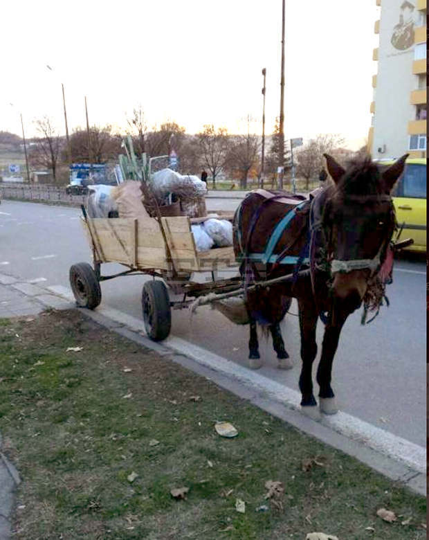 Забрана за движение на пътни превозни средства с животинска тяга в София предстои да одобри Столичният общински съвет