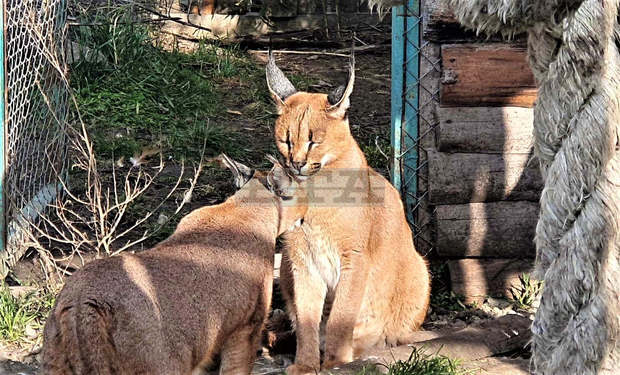 Каракалите Цезар и Клеопатра, обитатели на зоопарка в Бургас, се събраха заедно за първи път