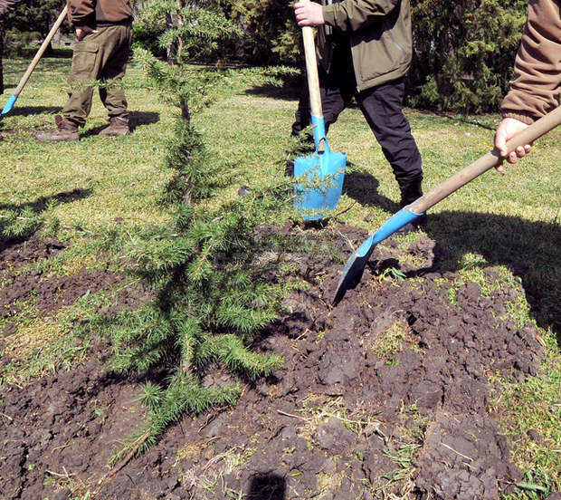 В Ямбол организират следпразнично залесяване с коледни дръвчета В Ямбол организират следпразнично залесяване с коледни дръвчета