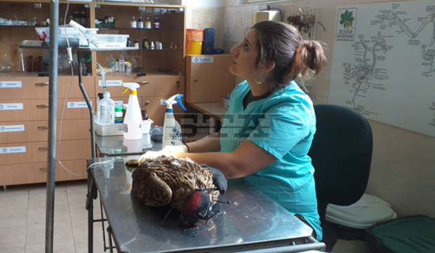 Простреляният край Ямбол царски орел сутринта е приет в Спасителния център за диви животни на "Зелени Балкани"