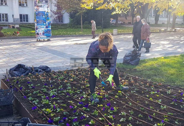 В централната част на Плевен започна засаждането на цветя В централната част на Плевен започна засаждането на цветя