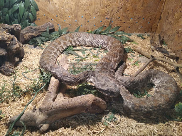 Показват отровни змии и гущери на изложба в Бургас