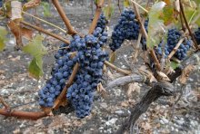  Mildew, Hailstorms Have Ruined Grape Harvest - up to 85% at Places