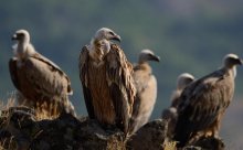 Population of Griffon Vultures Shows Steady Recovery in Eastern Rhodopes