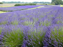 Bulgaria Remains Leading Lavender Producer but Overproduction Poses Threat - Expert