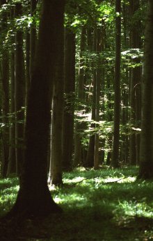 Some 1,500 Hectares of State-Owned Woodland to Be Afforested in 2018