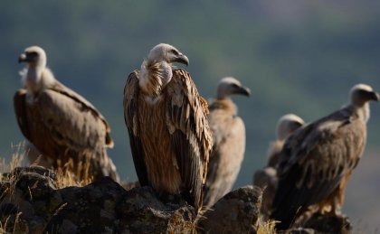 Population of Griffon Vultures Shows Steady Recovery in Eastern Rhodopes Population of Griffon Vultures Shows Steady Recovery in Eastern Rhodopes