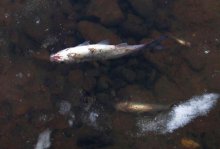 Huge Amount of Dead Fish Reported in Maritsa River Near Pazardzhik