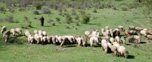 Socialists Demand Resignations of Ministers of Agriculture, Interior after Negative Repeat Tests for Ovine Rinderpest, GERB Dismiss Accusations
