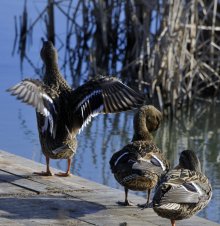 Bird Flu Outbreak Registered in Southern Bulgaria