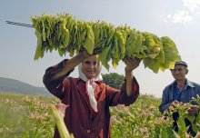The Saffron Hopes of Tobacco Growers