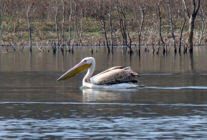 Baby Pelican Born on Persin Island Baby Pelican Born on Persin Island