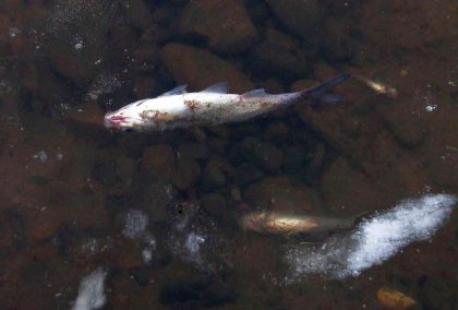 Huge Amount of Dead Fish Reported in Maritsa River Near Pazardzhik Huge Amount of Dead Fish Reported in Maritsa River Near Pazardzhik