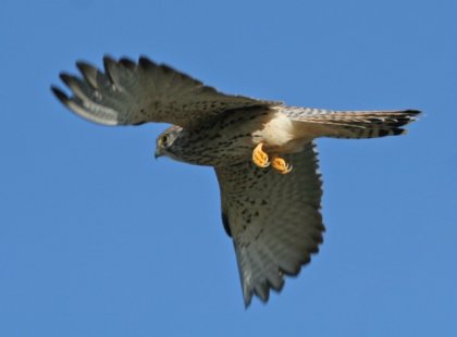 Miniature Satellite Transmitters Reveal Details about the Lives of Lesser Kestrels 