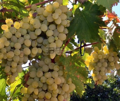 Bulgaria's 2021 Grape Harvest Expected to Be 20% Up from Last Year