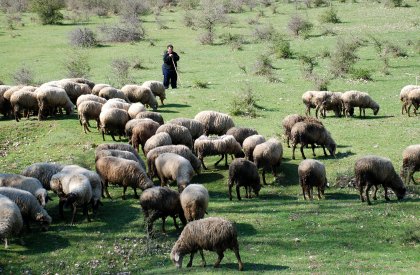 Culling of Animals in Areas Affected by Ovine Rinderpest Temporarily Halted Culling of Animals in Areas Affected by Ovine Rinderpest Temporarily Halted