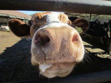 Bulgarian Organic Dairy Farmer Saves Time, Money with Combined Water Heating Facility 