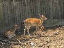 Highest Number of Animals Born in Sofia Zooin 2018
