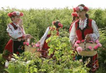 Shadow Sector Accounts for 90% of Bulgarian Rose Industry Output