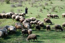 Local Sheep Compete Successfully with Foreign Breeds