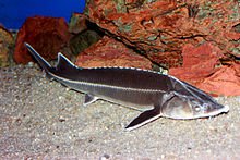 New Generation of Wild Sturgeon in Danube