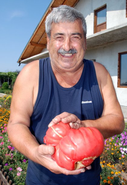 Bulgarian Pink Tomato Applies for Protection under European Quality Schemes Bulgarian Pink Tomato Applies for Protection under European Quality Schemes