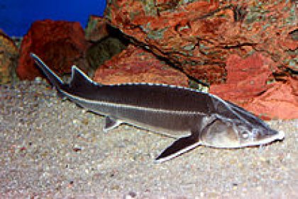 New Generation of Wild Sturgeon in Danube