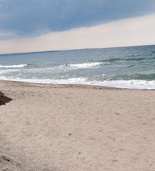  Project Finds High Cetacean Death Rate, Invasive Species In Black Sea
