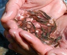 По програмата на ЕС за рибарство и морско дело в Монтанско са подадени 19 проекта за рибовъдство