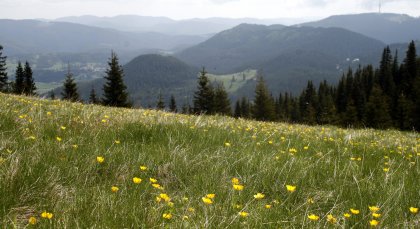 Many Natura 2000 Protected Zones Lack Conservation Rules, Audit Office Finds