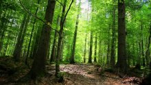 Bulgaria's Old-growth Forests Span Over 100-120,000 ha, WWF Says