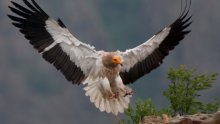 Balkan Egyptian Vulture Population down 80% in Last 30 Years - Experts