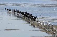Record-high Number of Waterfowl Observed in Lake Pomorie
