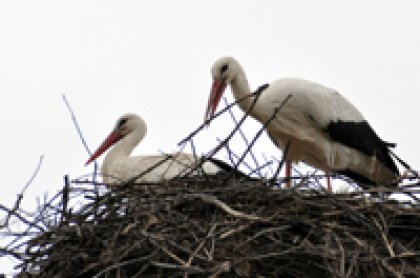 Growing Number of White Storks in Bulgaria Growing Number of White Storks in Bulgaria