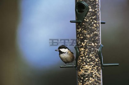 Sparrow, Tit, Woodpecker Populations in Bulgaria Are Declining - Experts