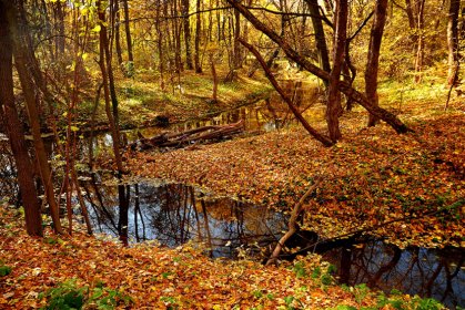 Environmentalists Urge for Additional Measures to Protect Bulgarian Forests Environmentalists Urge for Additional Measures to Protect Bulgarian Forests